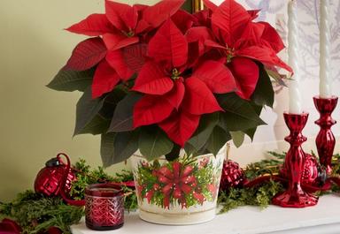 Header navigation sub menu